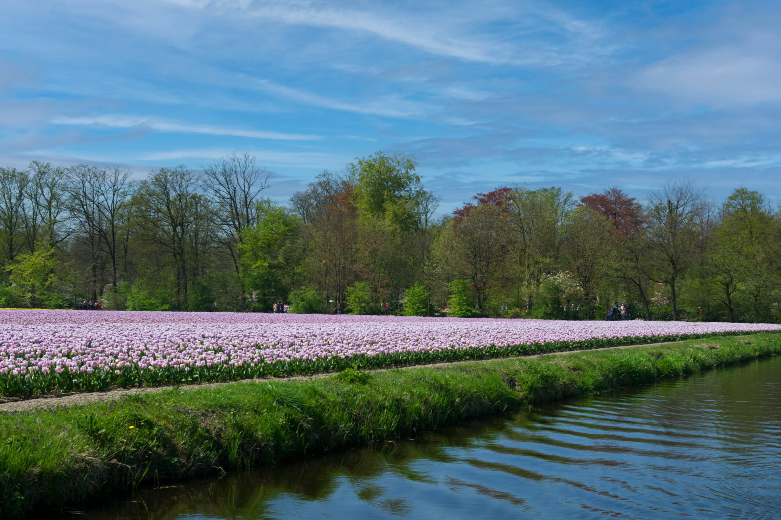 Bollenstreek